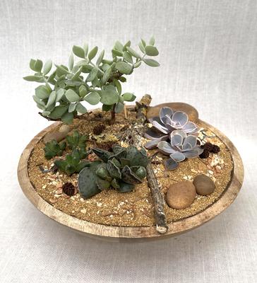 Composition de plantes grasses