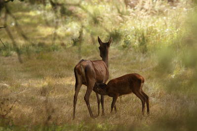 Projection Joël Geffray et Rémi Lepinay &quot;La vie sauvage à deux pas de chez nous&quot;