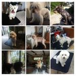 Chris services animaliers