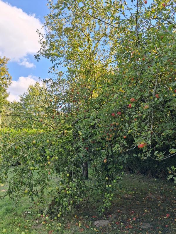 Terrain de loisirs - 1 290 m²