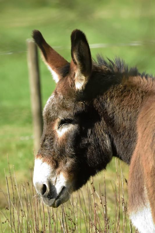 Parcours famille à la ferme