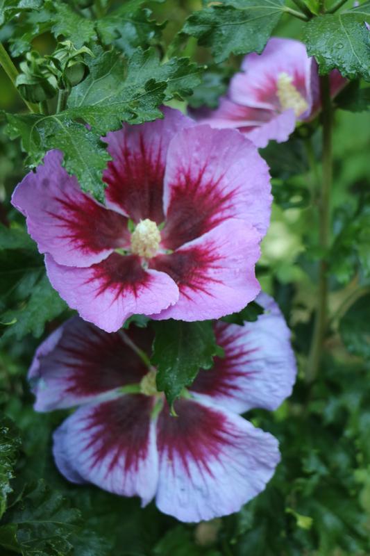 Programmation 2026 au Jardin des Hayures