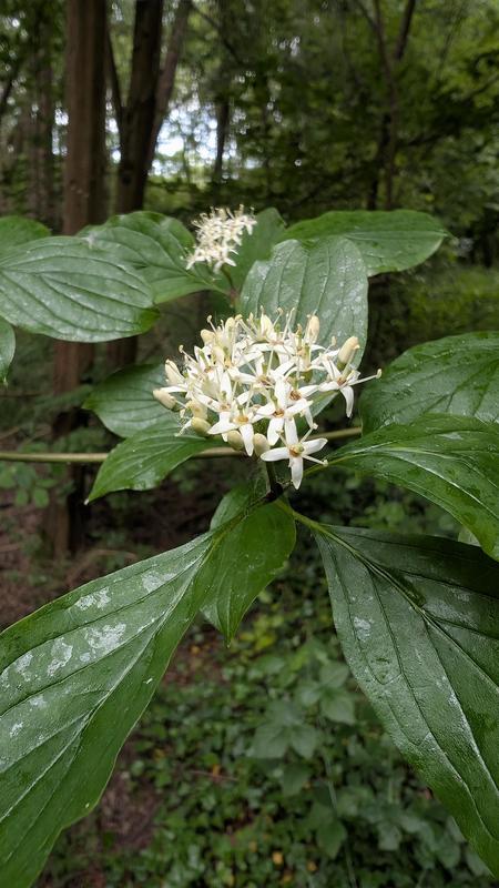 Découverte de la forêt rhénane