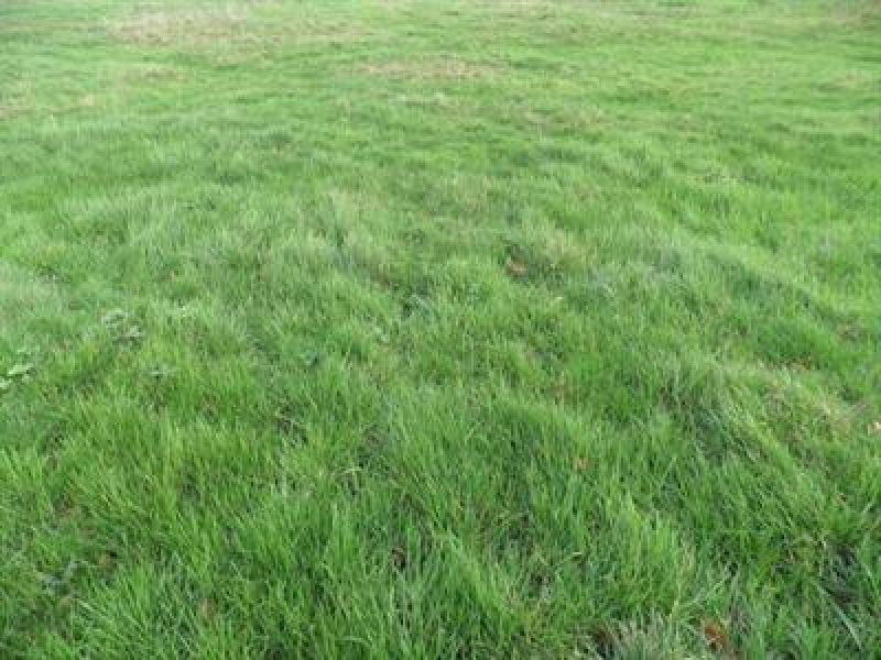 Terrain constructible - 1 536 m²