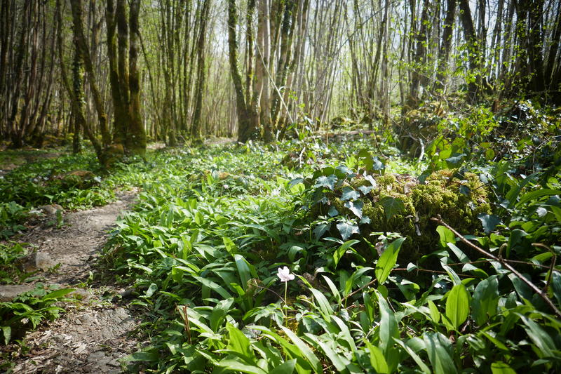 Enquête dans la forêt d'Epagne