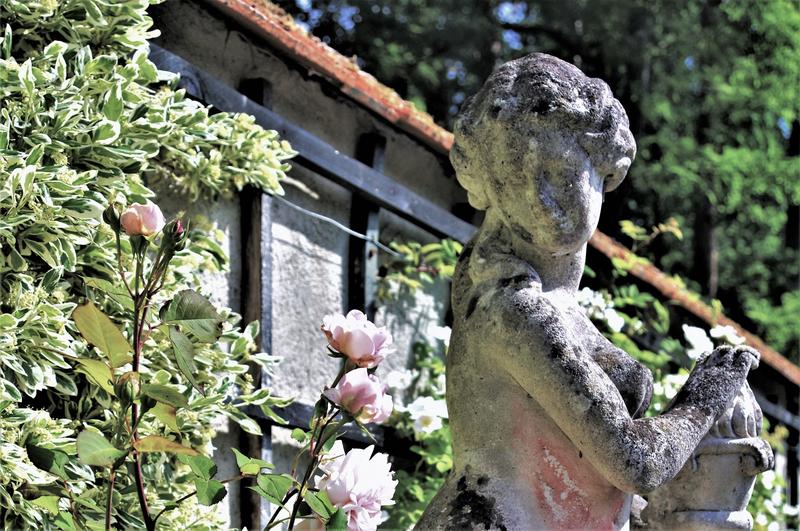 Concours photos : Rosa &amp; Cornus