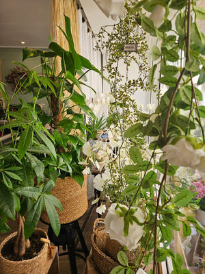 Local commercial - 36 m²