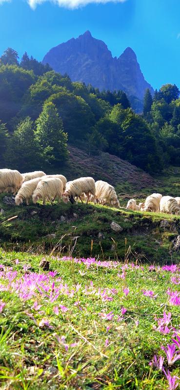 Les bergers d'Ossau