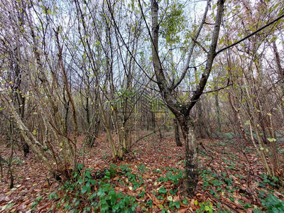 Terrain de loisirs - 7 281 m²