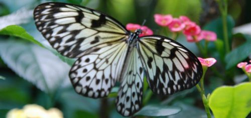 La volière aux papillons