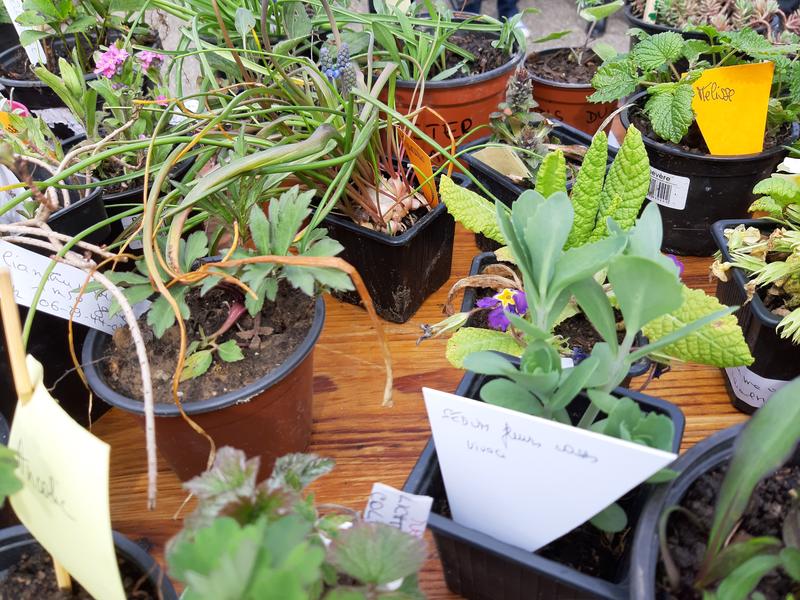 Troc aux Plantes
