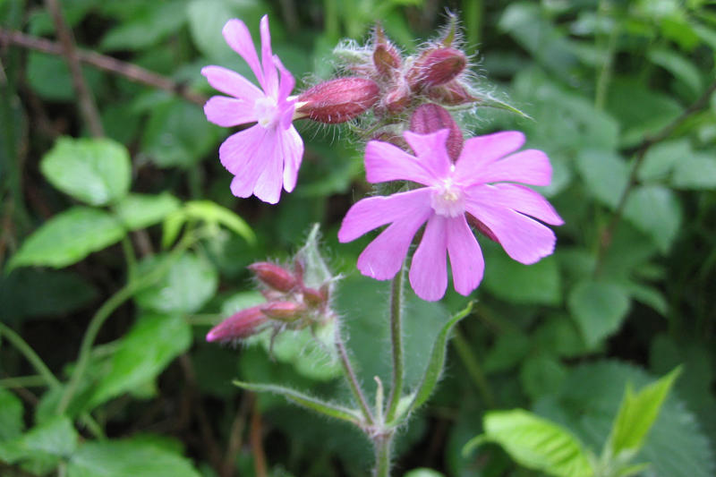 Club Vosgien : le sentier des Hirschsteine