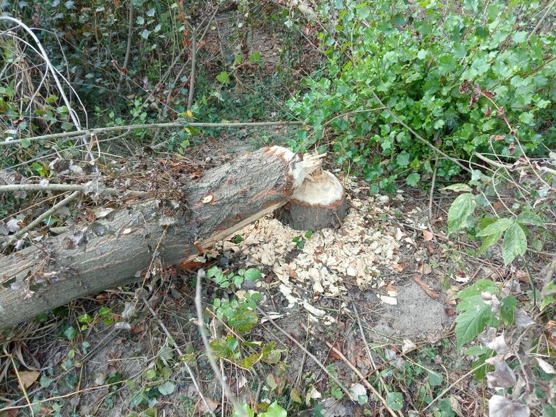 Sur les traces du Castor