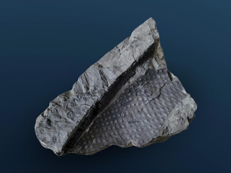 Exposition Paleobotanica - aux racines du vivant