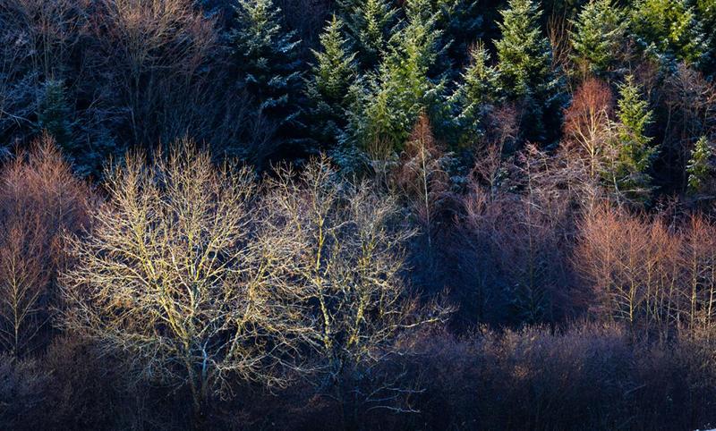 Terrain constructible - 1 000 m²