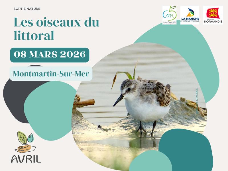 Les oiseaux du littoral