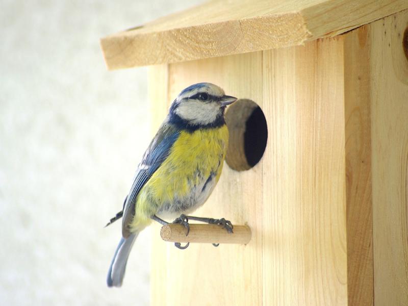 Semaine de la Biodiversité - Construction d'un nichoir à Oiseaux à Terres d'Oiseaux