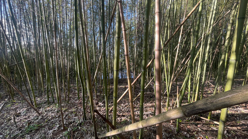 Terrain - 11 581 m²