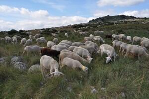 Conférence : "Au Temps des Premiers Éleveurs"