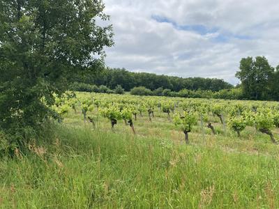 Terrain - 10 076 m²