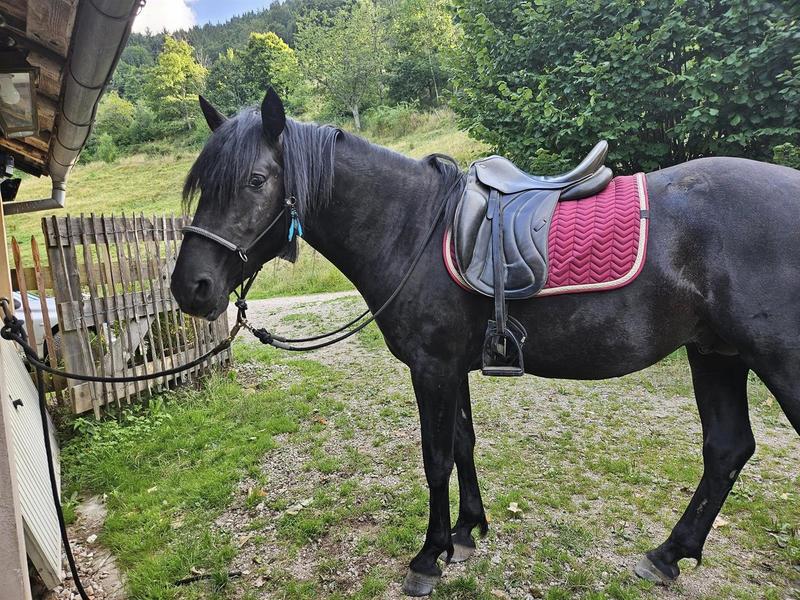 Préparation Galop 1 et 2 : théorie et travail à pied