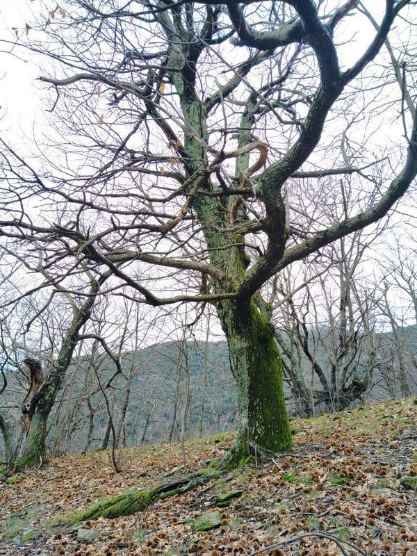 Terrain agricole - 12 330 m²