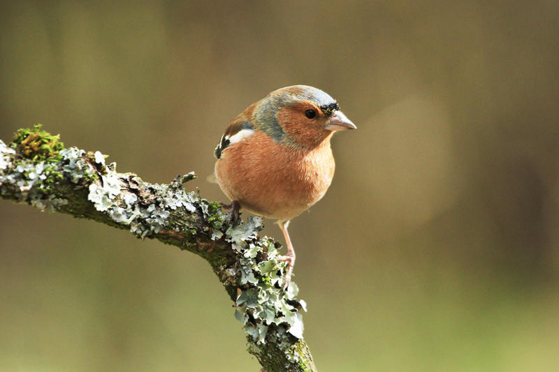 Poudrerie d'Esquerdes - une histoire qui a influencé la nature