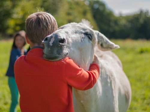 Les Ânes de la Rêverie