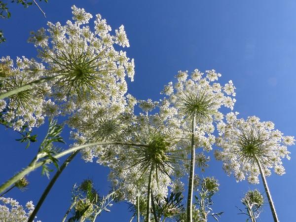 Balade nature : les plantes en chemin