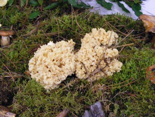 Journée Champignons