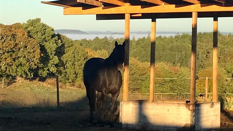 Haras - 400 m² - 7 pièces