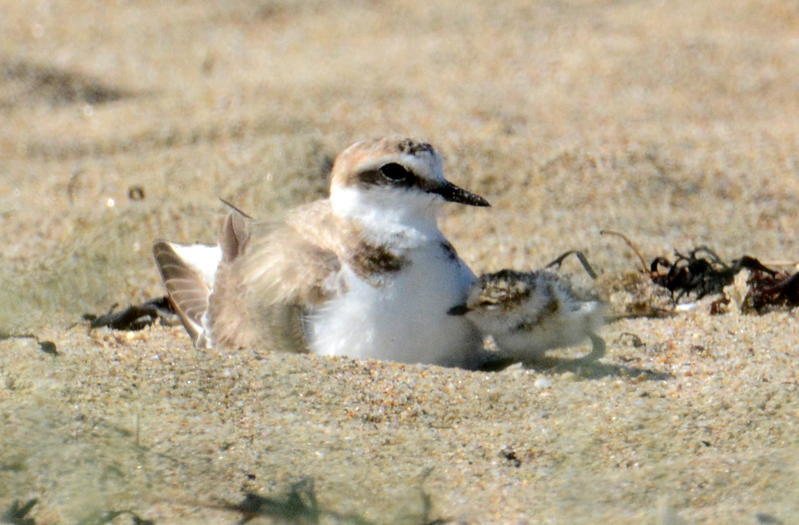 Découverte des habitants insoupçonnés