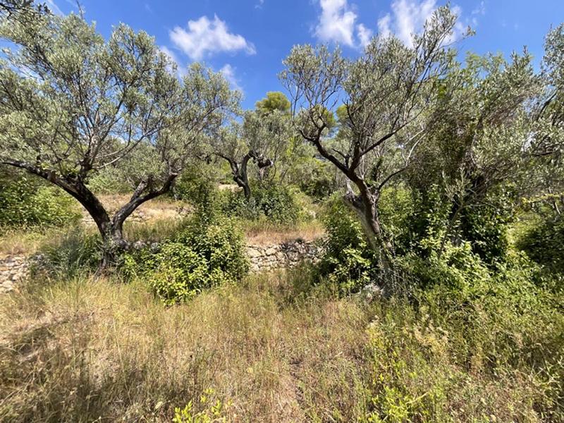 Terrain constructible - 3 015 m²