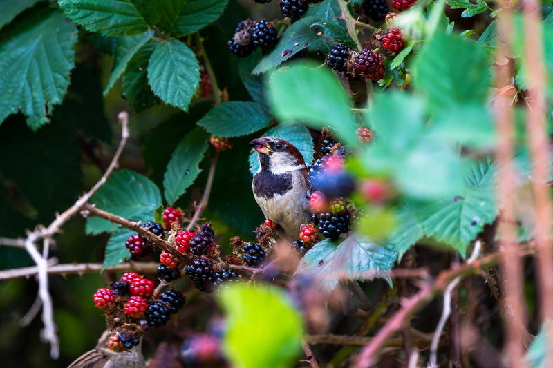 Sortie Nature à l'etang de la Pouge