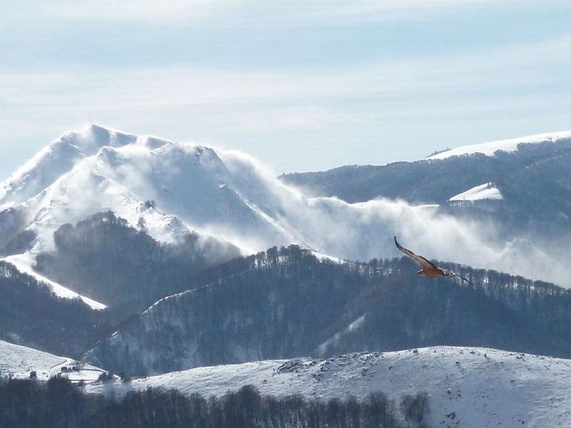 Sortie nature Cpie Pays Basque : "Les rapaces du Pays basque"