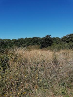 Terrain - 24 965 m²