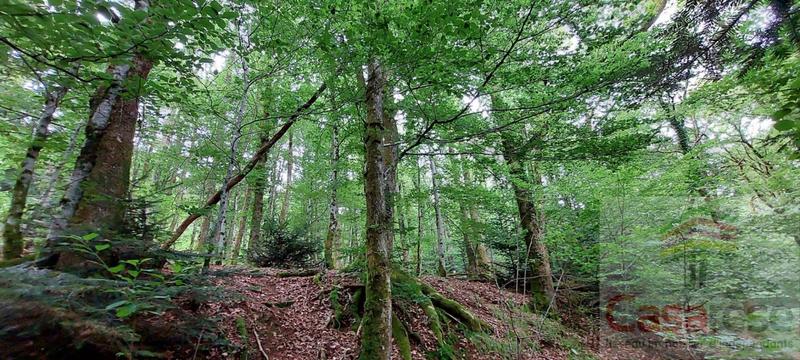 Forêt - 9 088 m²