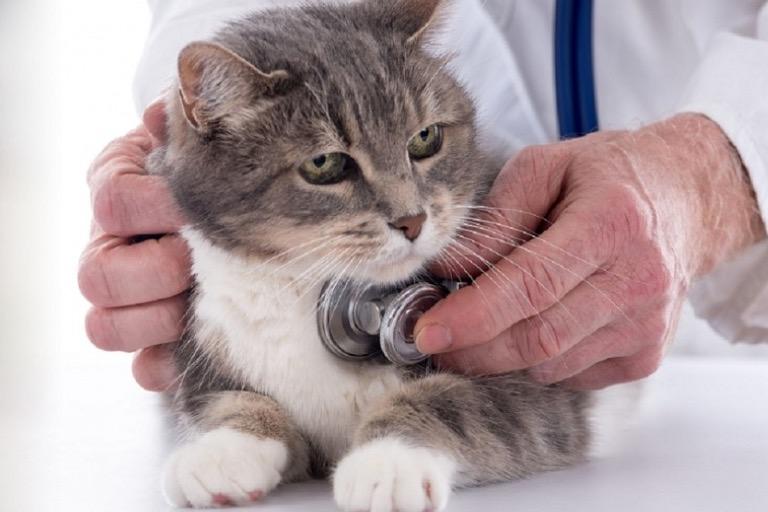 Clinique Vétérinaire des Mille Etangs