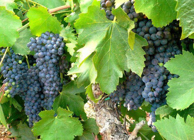 Propriété - 230 m² - 8 pièces