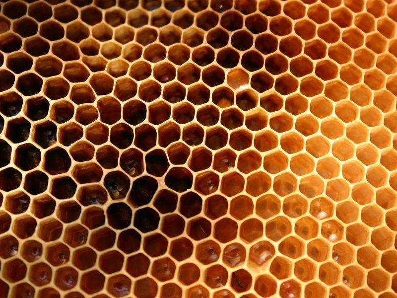 S'initier à l'apiculture (4ème séance/5)