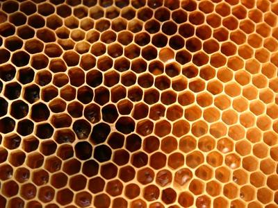 S'initier à l'apiculture (4ème séance/5)