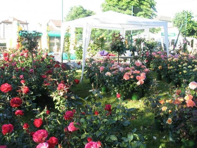 Fête de la Rose