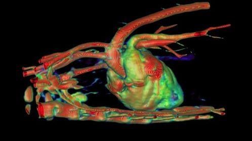Clinique vétérinaire du Cèdre