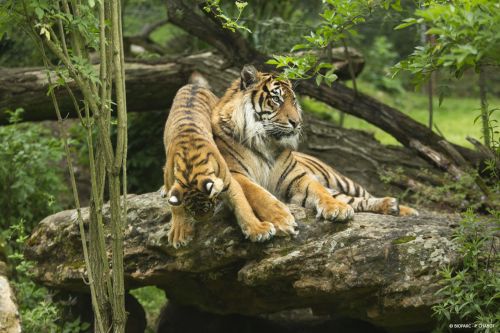Bioparc - Zoo de Doué-la-Fontaine
