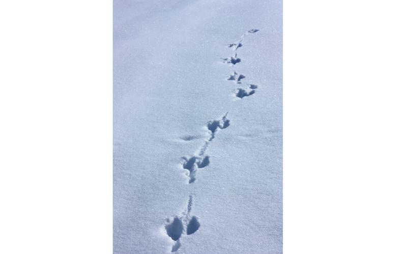 Sortie accompagnée Mendi Gaiak : balade "petit trappeur" à Iraty