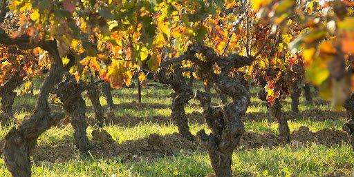 Terrain agricole - 121 977 m²