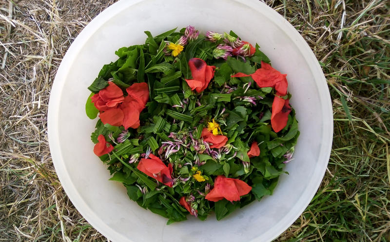 Stage Botanique et Usages des Plantes