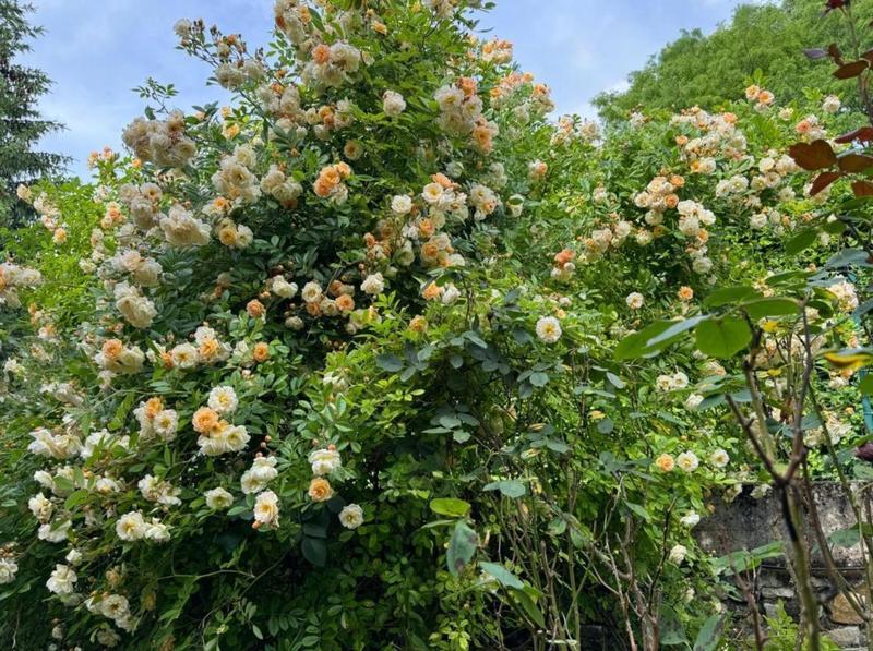 Maison - 60 m² - 4 pièces