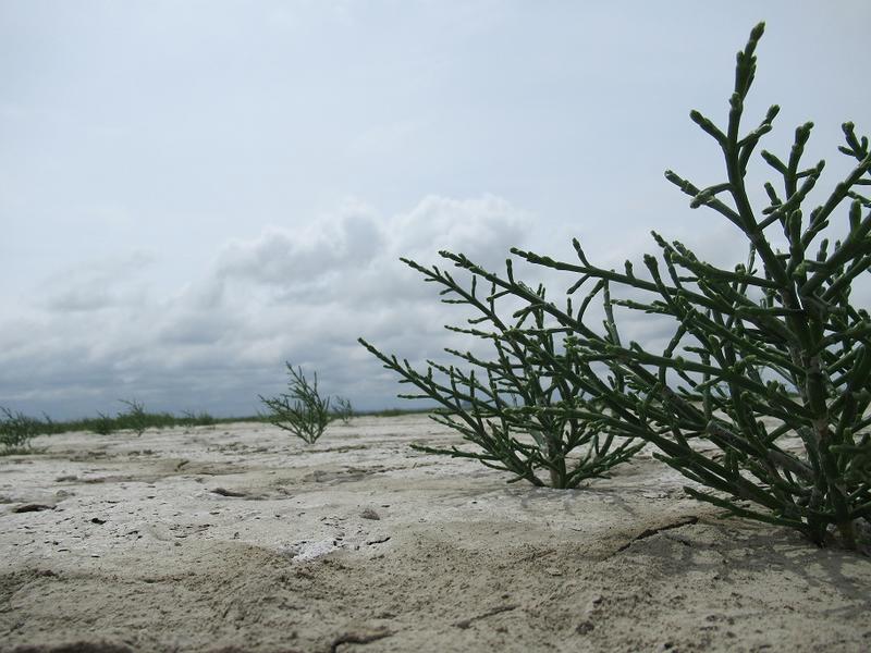 Salicorne et compagnie