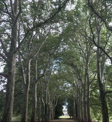 Manoir - 4 200 m² - 72 pièces